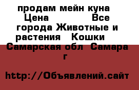 продам мейн куна › Цена ­ 15 000 - Все города Животные и растения » Кошки   . Самарская обл.,Самара г.